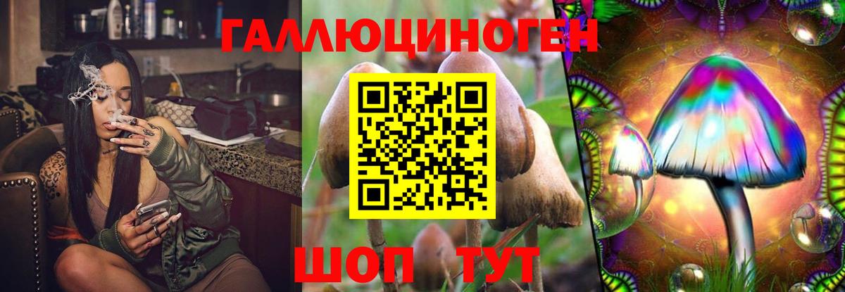 Псилоцибиновые грибы GOLDEN TEACHER  Псилоцибиновые грибы Psilocybine cubensis  где можно купить   Зерноград  Вход с VPN 